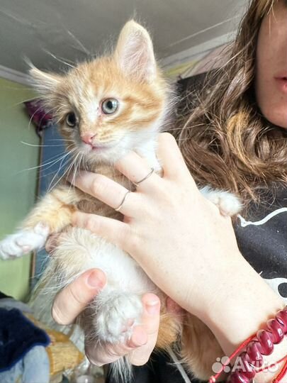 Кошечки и котик