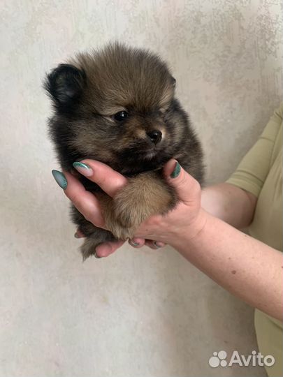 Собака