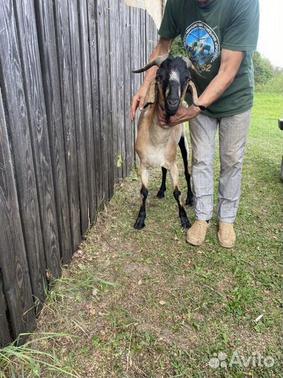 Вязка козел