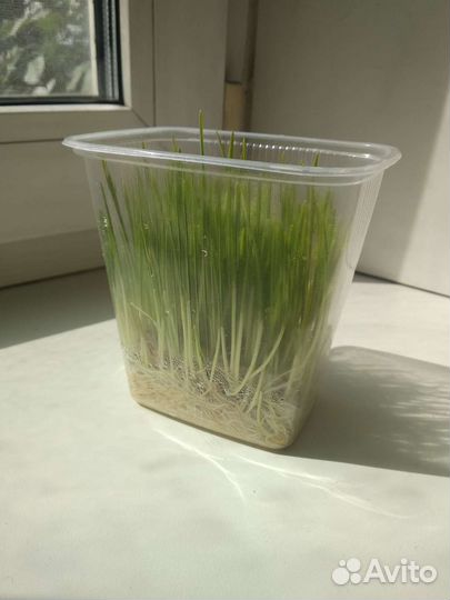 Трава для всех