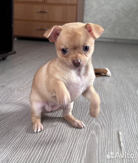 Чихуахуа мини девочка
