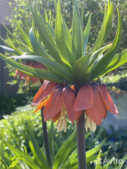 Рябчик императорский