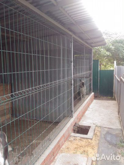 Передержка животных