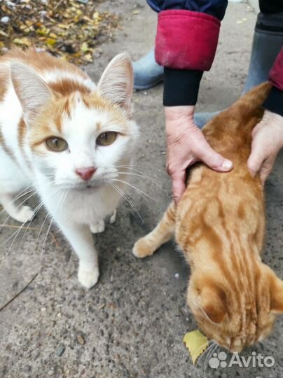 Кошки в добрые руки