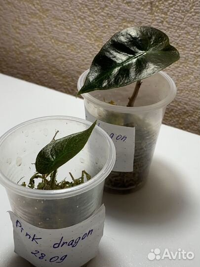 Алоказия детки