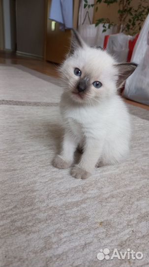 Тайские котята