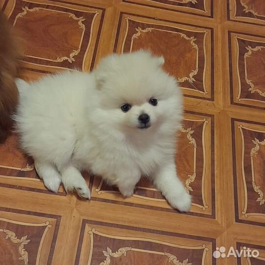 Щенки шпица