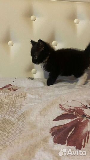 Котенок в дар 1,5 мес мальчик