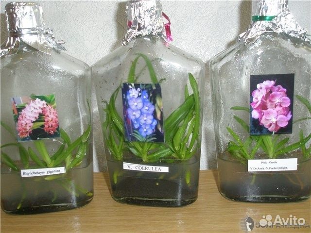Фикус лирата вариегатный