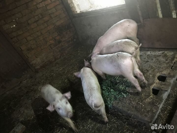 Поросята ландрас