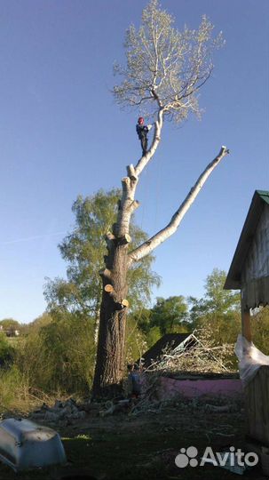 Профессиональный спил деревьев