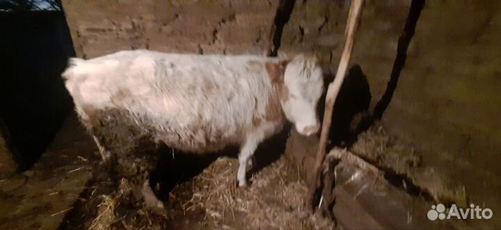 Продам телку