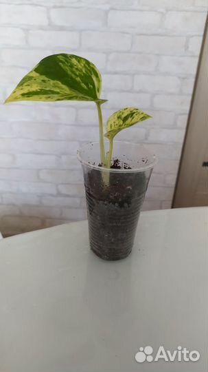 Сциндапсус эпипремнум марбл квин