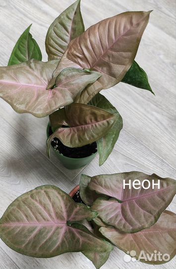 Сингониум сортовой