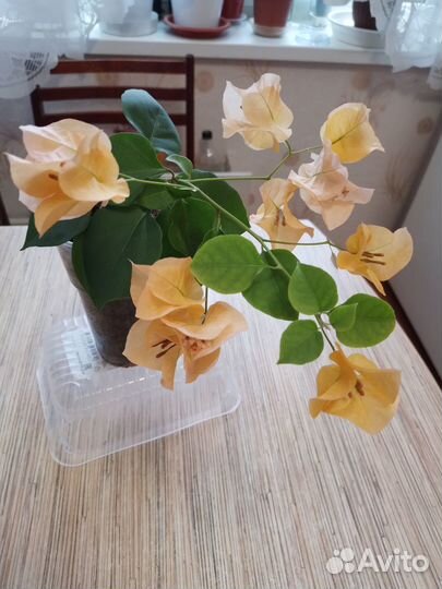 Бугенвиллея