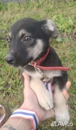 Щенок мальчик окрас как у овчарочки ищем дом