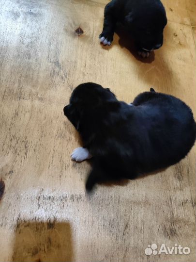 Собака в добрые руки отдам бесплатно