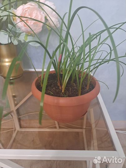 Зефирантес розовый