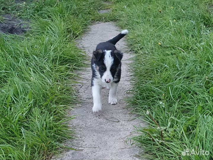 Щенки ищут дом