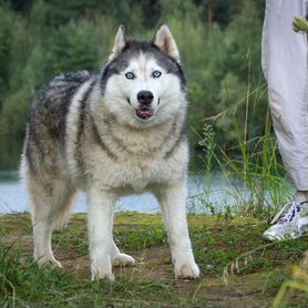 Сибирский хаски