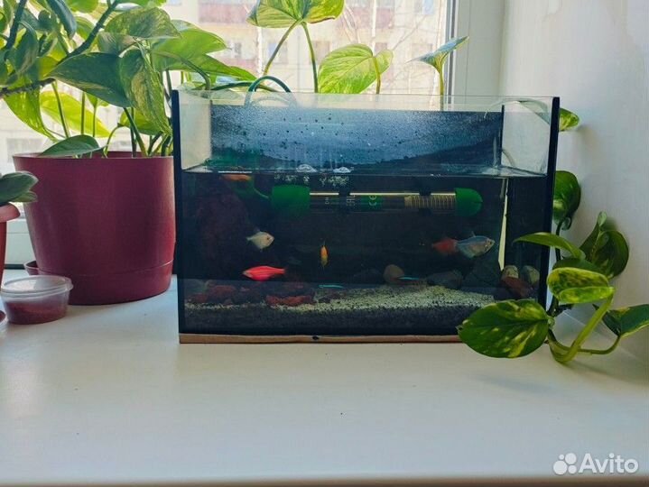 Аквариум с рыбками