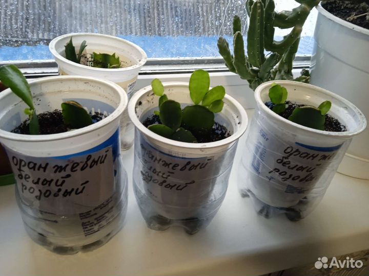 Набор рипсалидопсисов