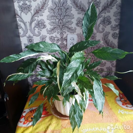 Спатифиллум Домино