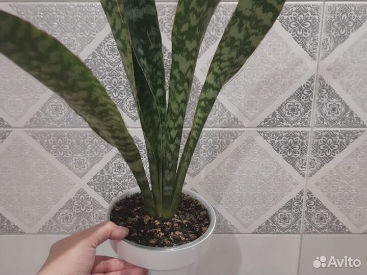 Сансевиерия сортовая