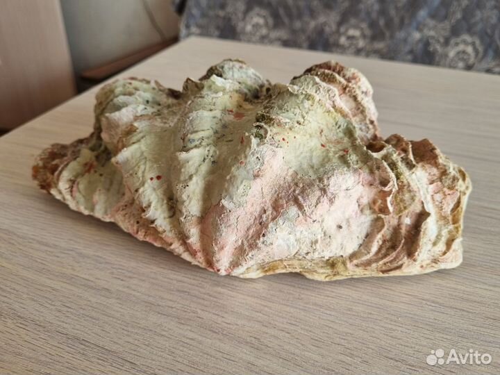 Ракушка морская большая