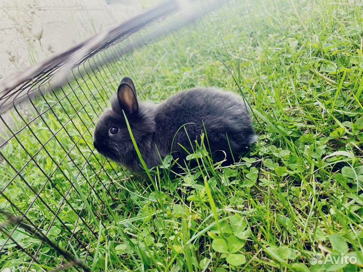 Карликовый кролик