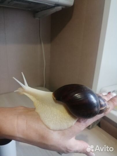 Улитки ахатины