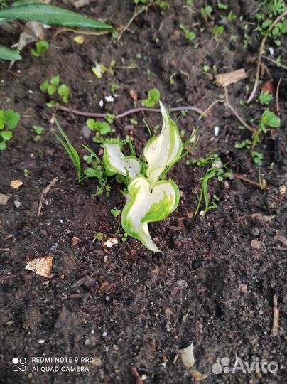 Примула, Хоста