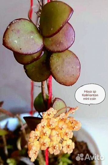 Хойя sp Kalimantan mini coin