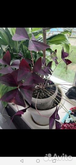 Кислица оксалис