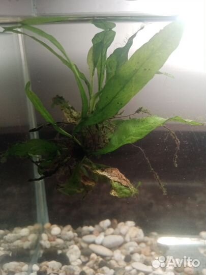 Аквариум с крышкой