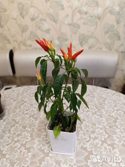 Перец комнатный