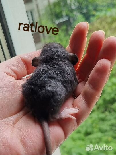 Крысята шоколадки от ratlove