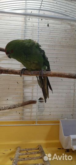 Птенцы какарики