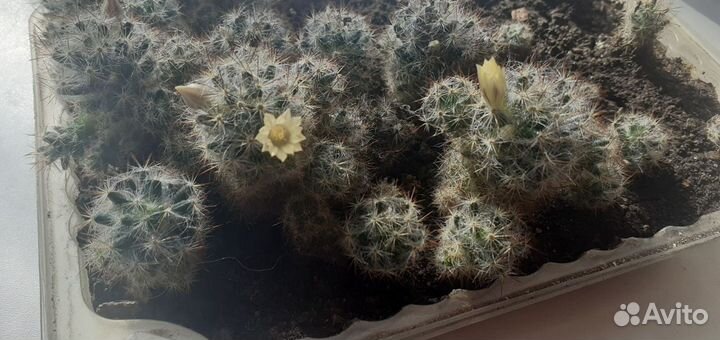 Кактусы и кактусята разные )