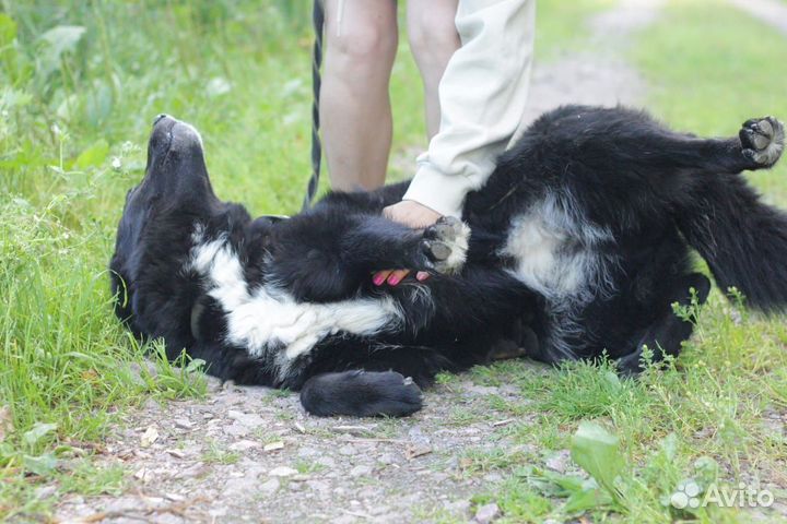 Собака в добрые руки отдам бесплатно