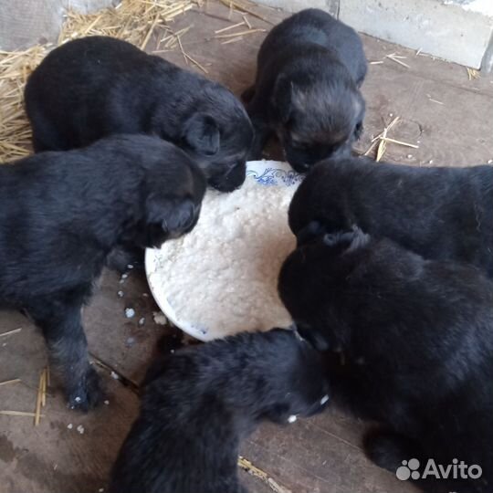 Продаются щенки немецкой овчарки