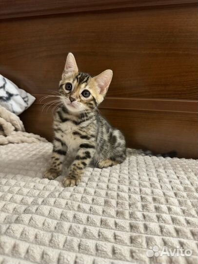 Бенгальская кошечка