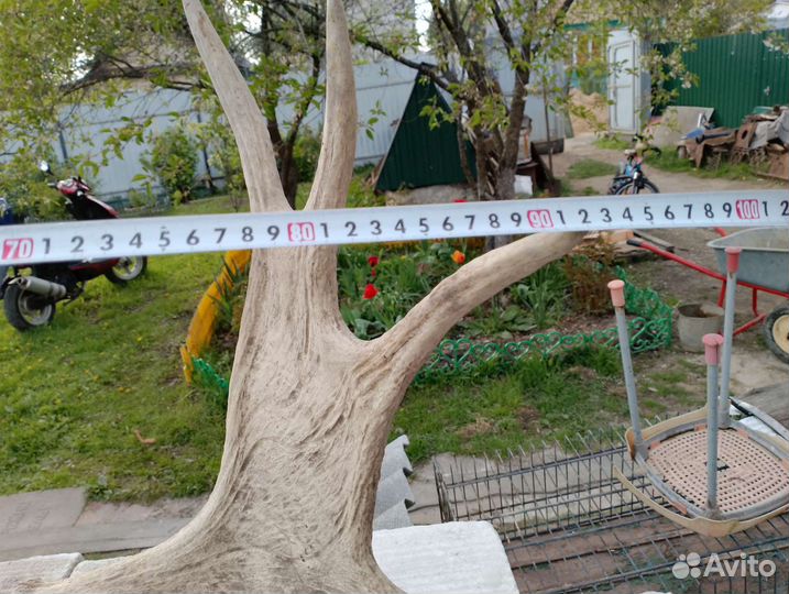 Продам рога лося