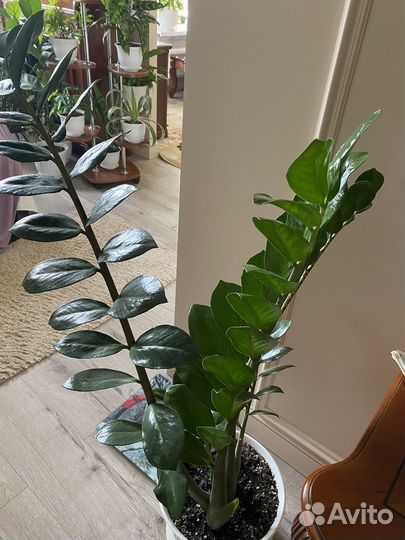 Комнатные растения