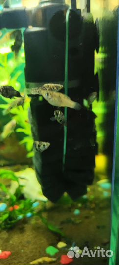 Аквариумные рыбы