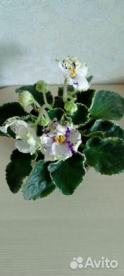 Сортовые цветущие фиалки