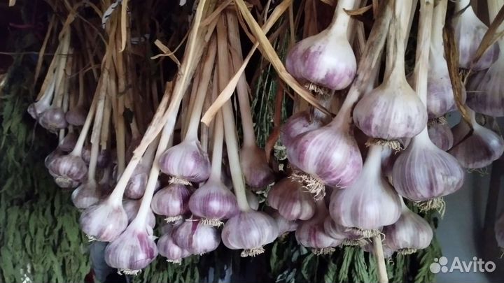 Чеснок, кг