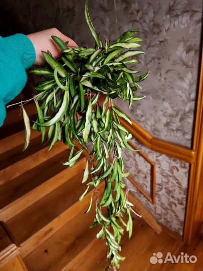 Хойя вайети триколор