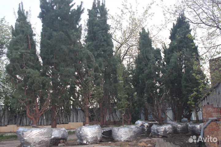 Сосна обыкновенная 4-5 метров