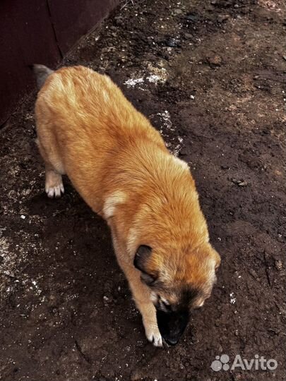 Помесь кавказца